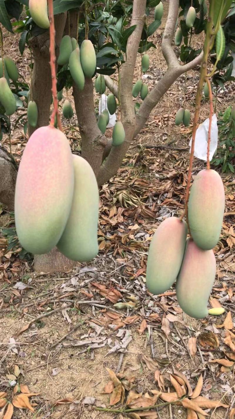 广西百色象牙芒。一手货源。产地直发，诚信代办。合作共赢。