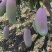 广西百色象牙芒。一手货源。产地直发，诚信代办。合作共赢。