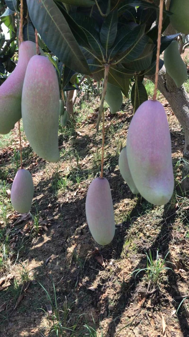 广西百色象牙芒。一手货源。产地直发，诚信代办。合作共赢。