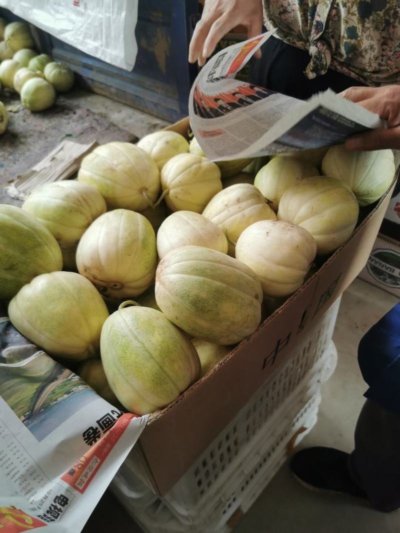 山西忻州甜瓜大量上市、个大皮薄、香、舔、脆…