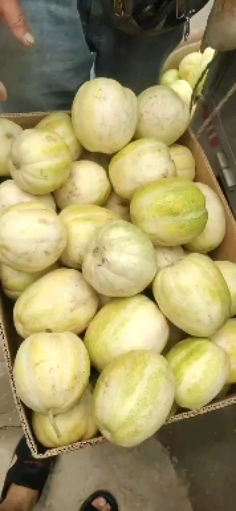 山西忻州甜瓜大量上市、个大皮薄、香、舔、脆…