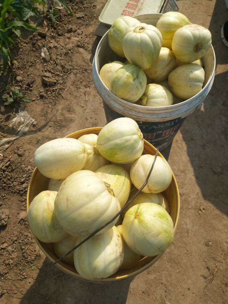 山西忻州甜瓜大量上市、个大皮薄、香、舔、脆…