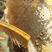 23年新款土蜂蜜农家自产纯茴香蜜结晶枸杞蜜真蜂蜜