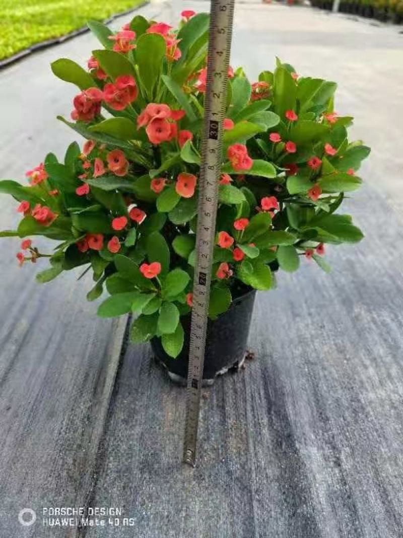 虎刺梅，铁海棠盆栽，自产自销，四季开花，基地直发