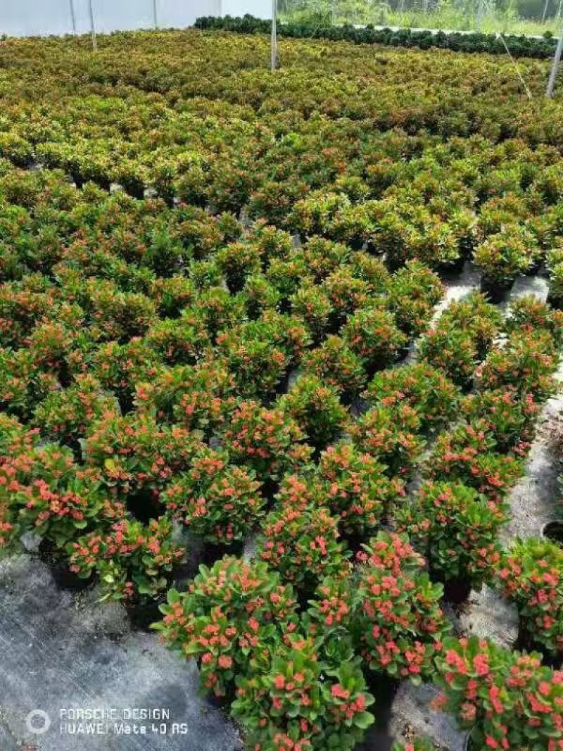 虎刺梅，铁海棠盆栽，自产自销，四季开花，基地直发