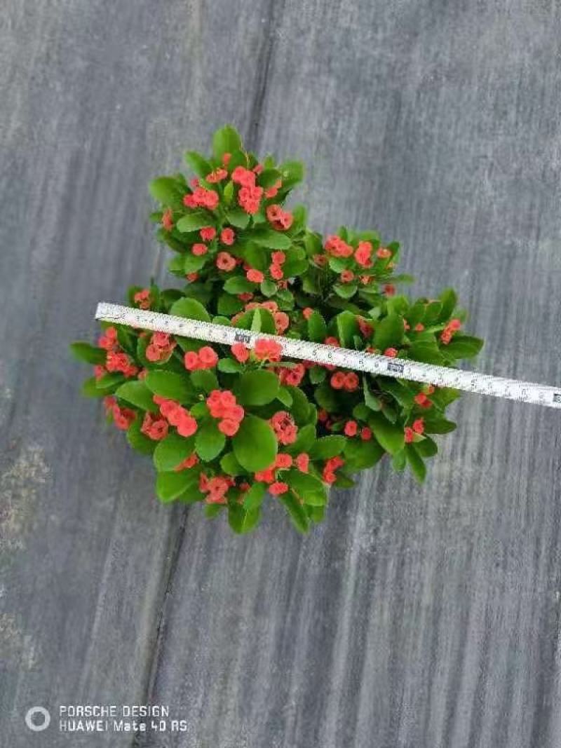 虎刺梅，铁海棠盆栽，自产自销，四季开花，基地直发