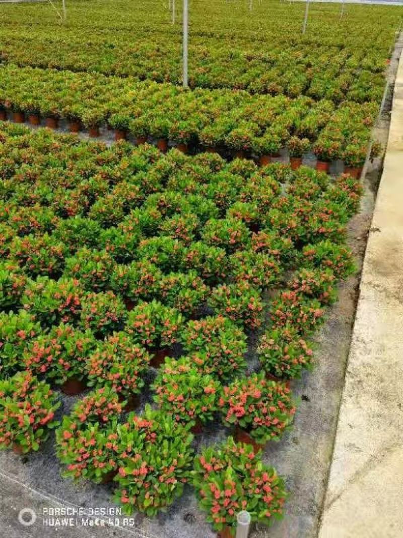 虎刺梅，铁海棠盆栽，自产自销，四季开花，基地直发