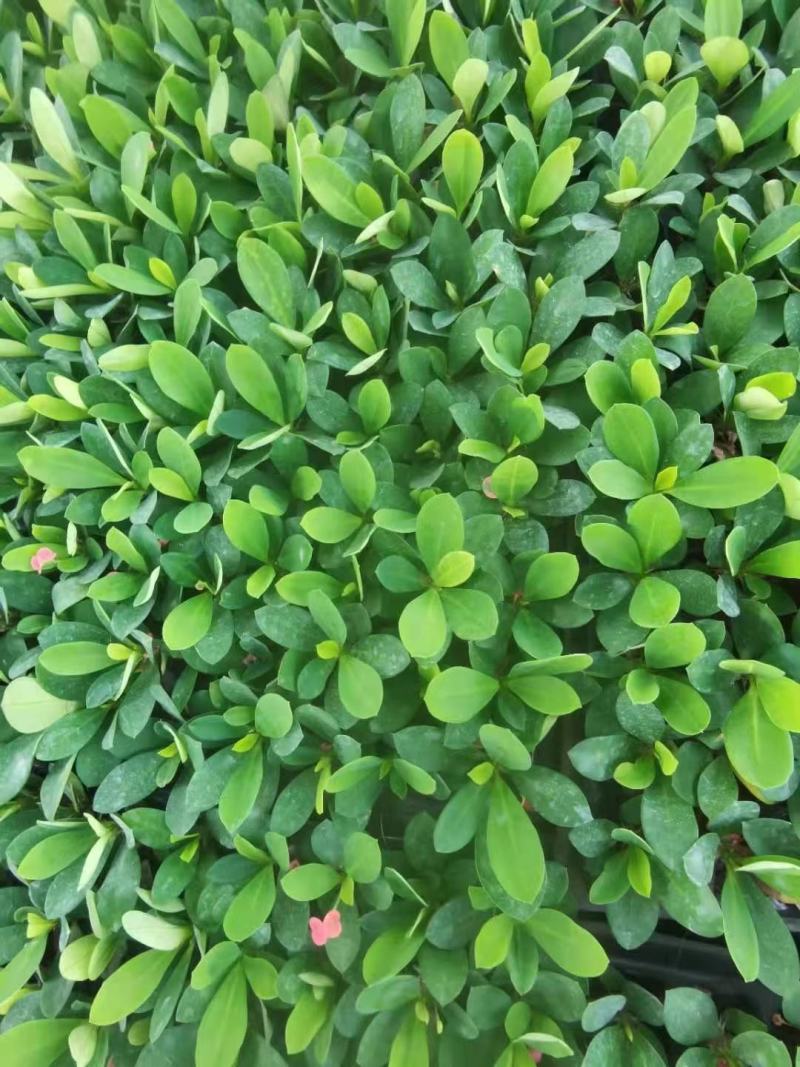 虎刺梅，铁海棠盆栽，自产自销，四季开花，基地直发
