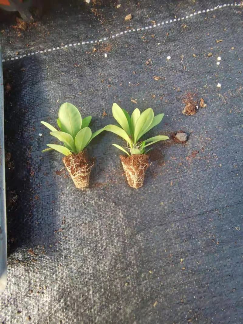 虎刺梅，铁海棠盆栽，自产自销，四季开花，基地直发