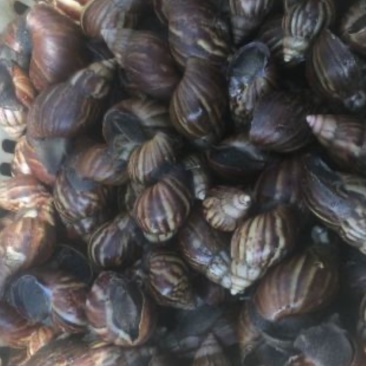 非洲大蜗牛