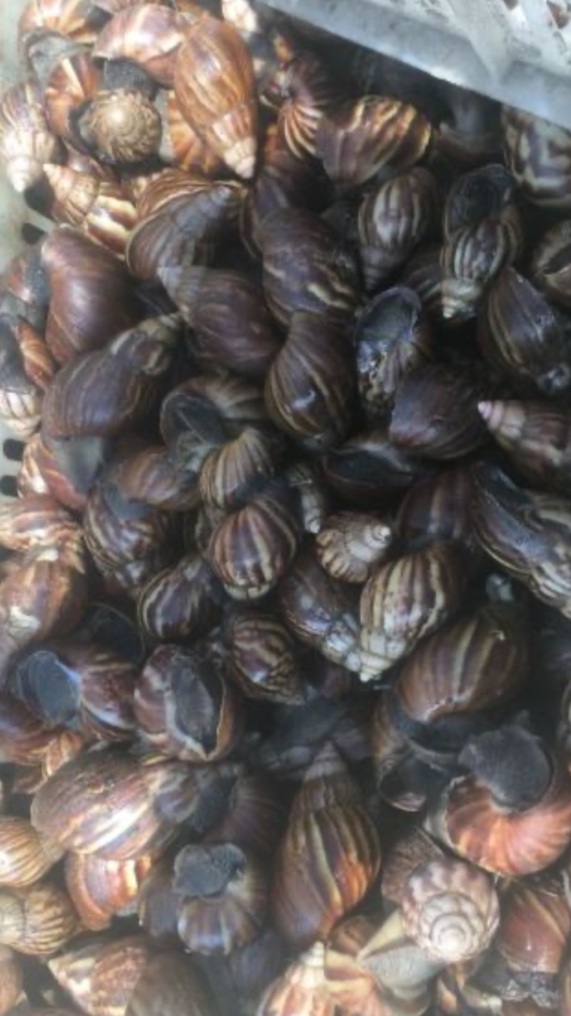 非洲大蜗牛