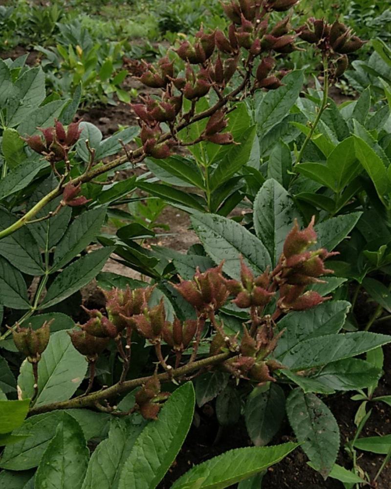 白鲜皮种苗，产地直供，产量高根粗芯细人工除草现挖现发。