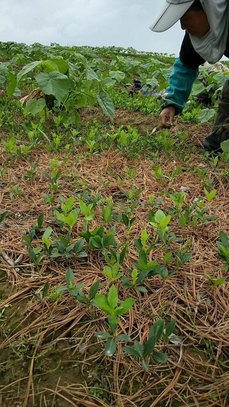 白鲜皮种苗，产地直供，产量高根粗芯细人工除草现挖现发。