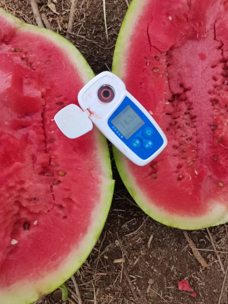 常年，代收，代办，新疆西瓜，宁夏硒砂瓜，甘肃靖远硒砂瓜，