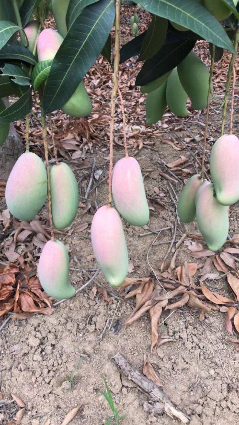 广西百色象牙芒。一手货源。产地直发，诚信代办。合作共赢。