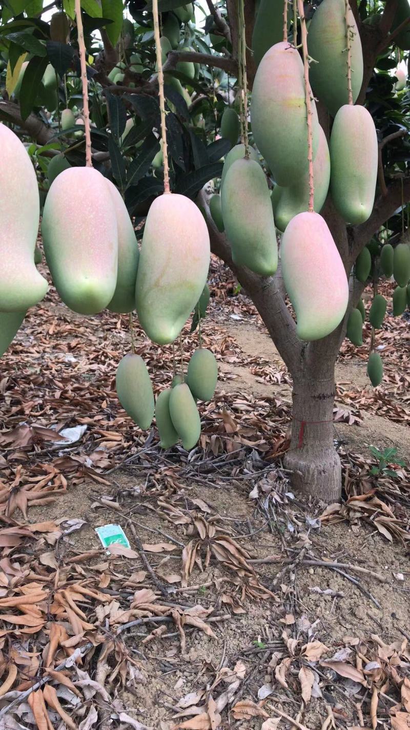 广西百色象牙芒。一手货源。产地直发，诚信代办。合作共赢。