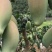 广西百色象牙芒。一手货源。产地直发，诚信代办。合作共赢。