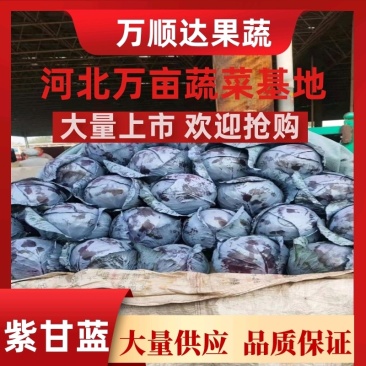 【紫甘蓝总销】热销河北邯郸永年现货紫甘兰量大从优～