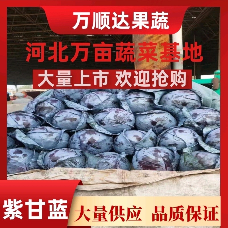【紫甘蓝总销】热销河北邯郸永年现货紫甘兰量大从优～