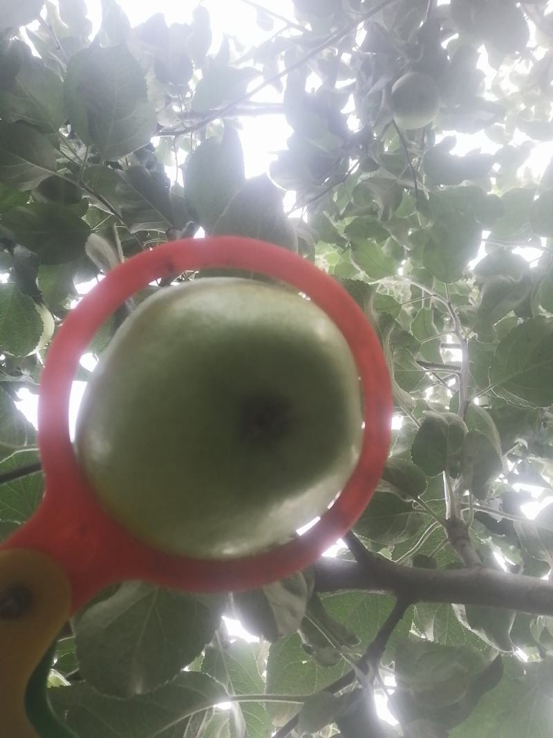 华硕萍果