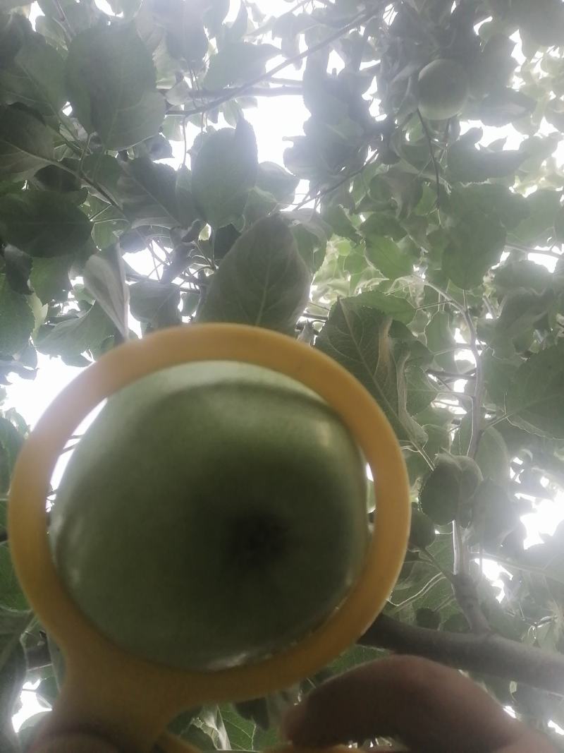 华硕萍果