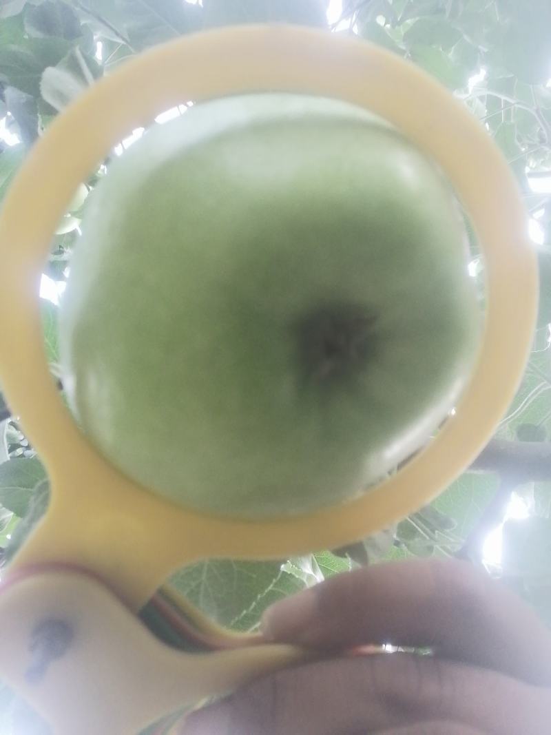 华硕萍果