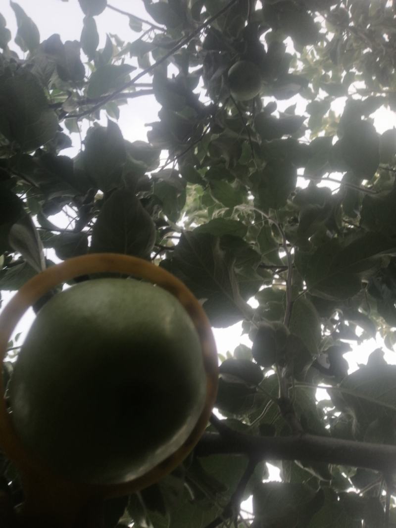 华硕萍果
