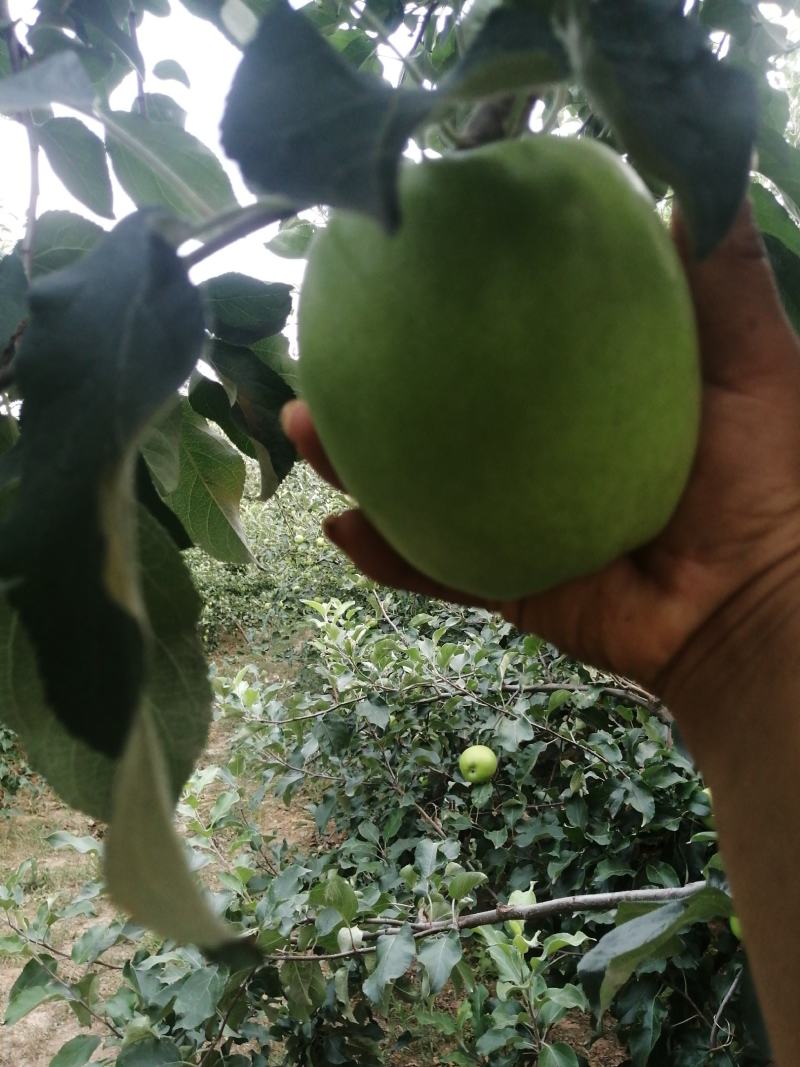 华硕萍果