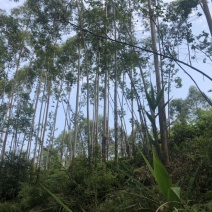 桉树