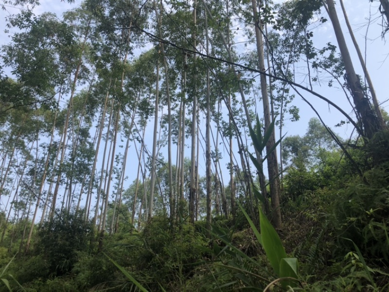 桉树