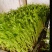 芽苗菜，豌豆苗，麻豌豆，二号麻豌豆，大叶豌豆，花生，绿豆
