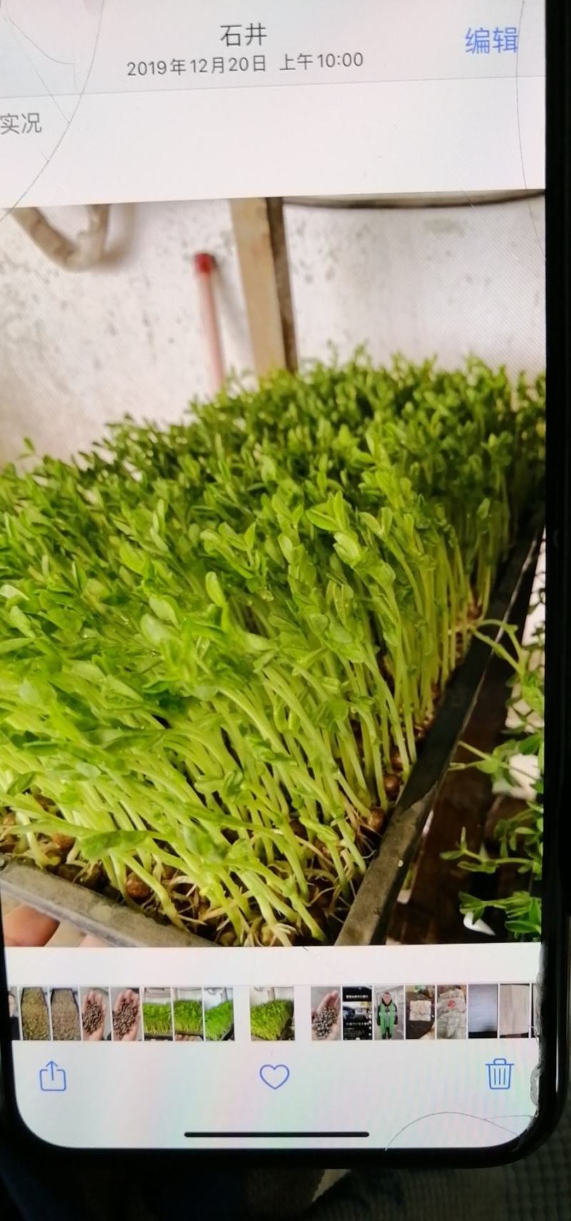 芽苗菜，豌豆苗，麻豌豆，二号麻豌豆，大叶豌豆，花生，绿豆
