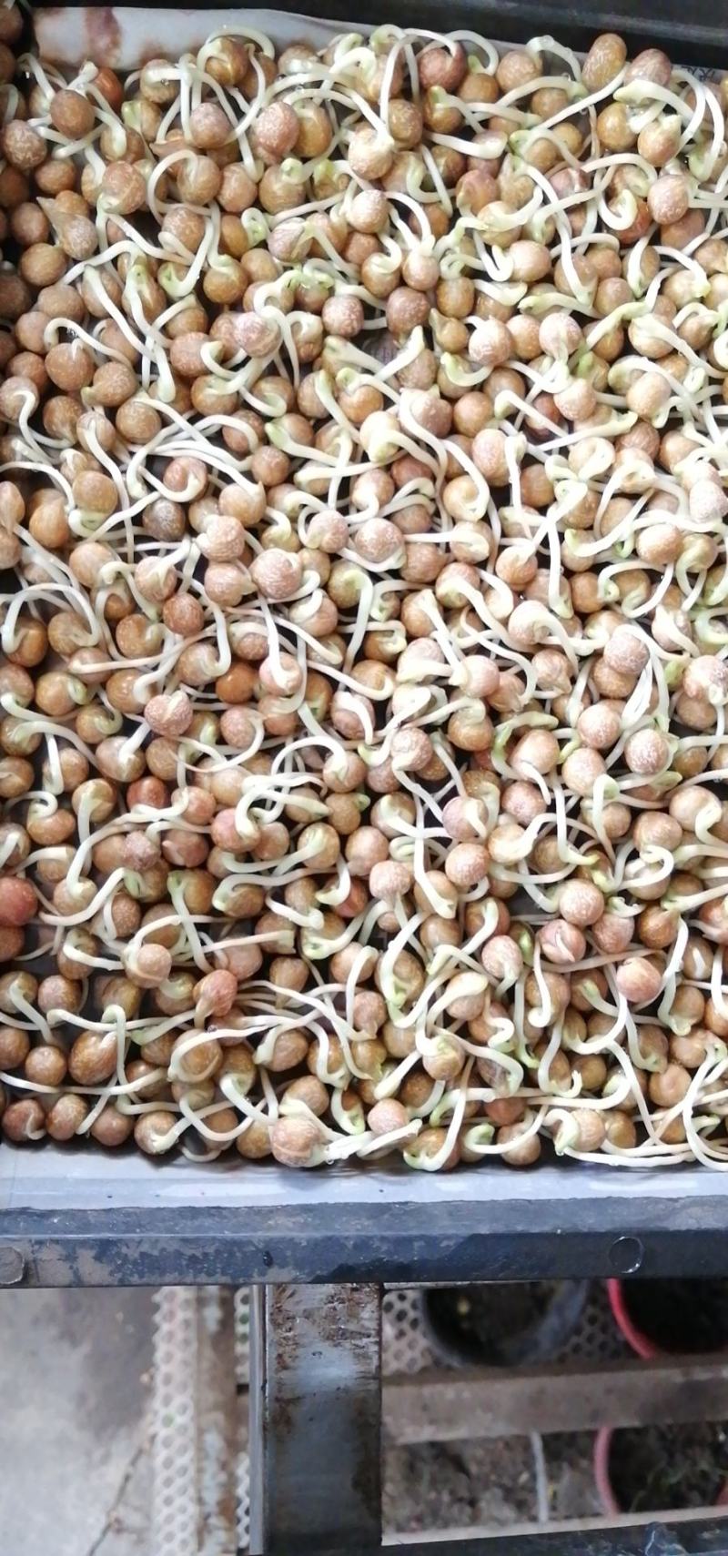 芽苗菜，豌豆苗，麻豌豆，二号麻豌豆，大叶豌豆，花生，绿豆