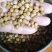 芽苗菜，豌豆苗，麻豌豆，二号麻豌豆，大叶豌豆，花生，绿豆