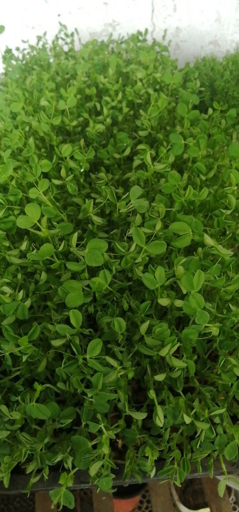 芽苗菜，豌豆苗，麻豌豆，二号麻豌豆，大叶豌豆，花生，绿豆