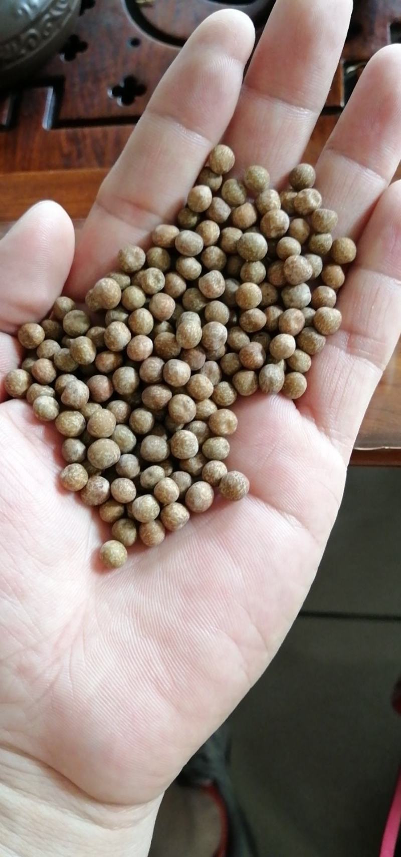 芽苗菜，豌豆苗，麻豌豆，二号麻豌豆，大叶豌豆，花生，绿豆