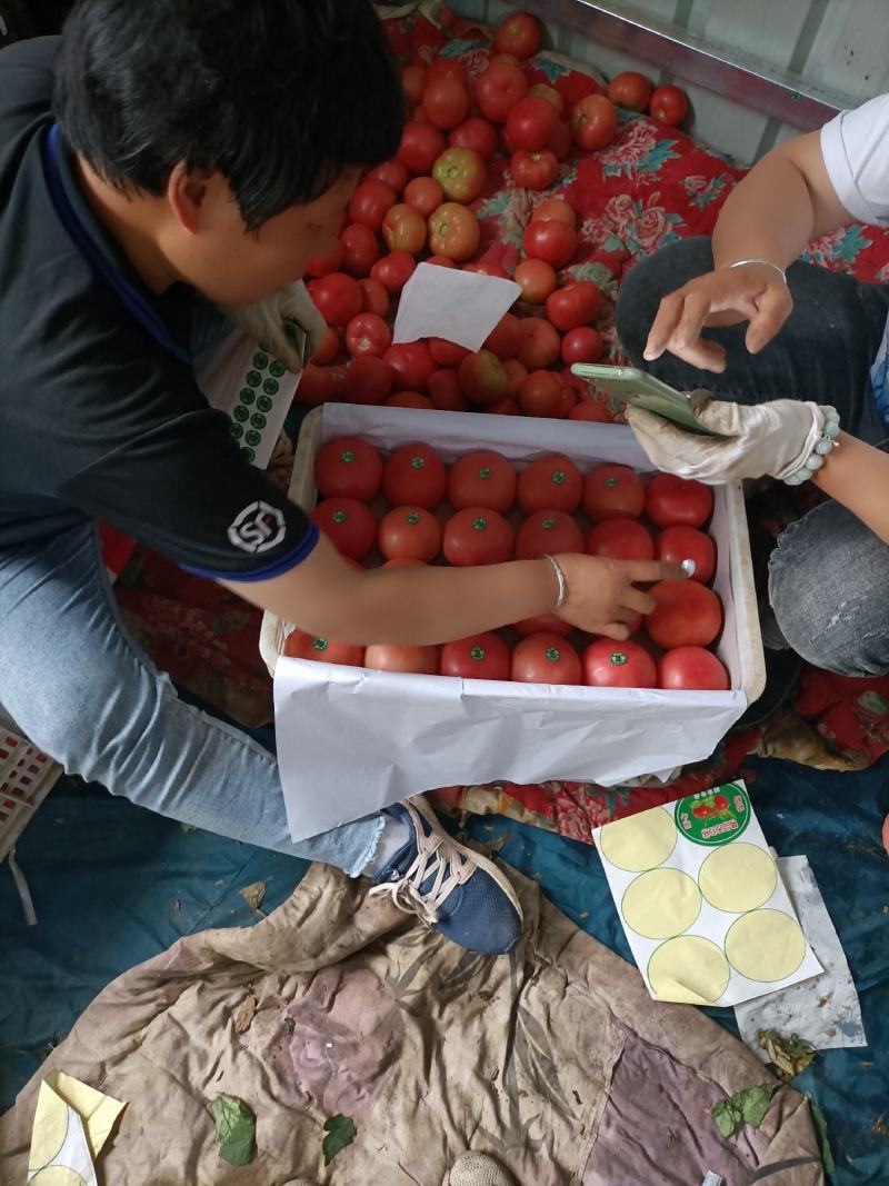 西红柿大量有货