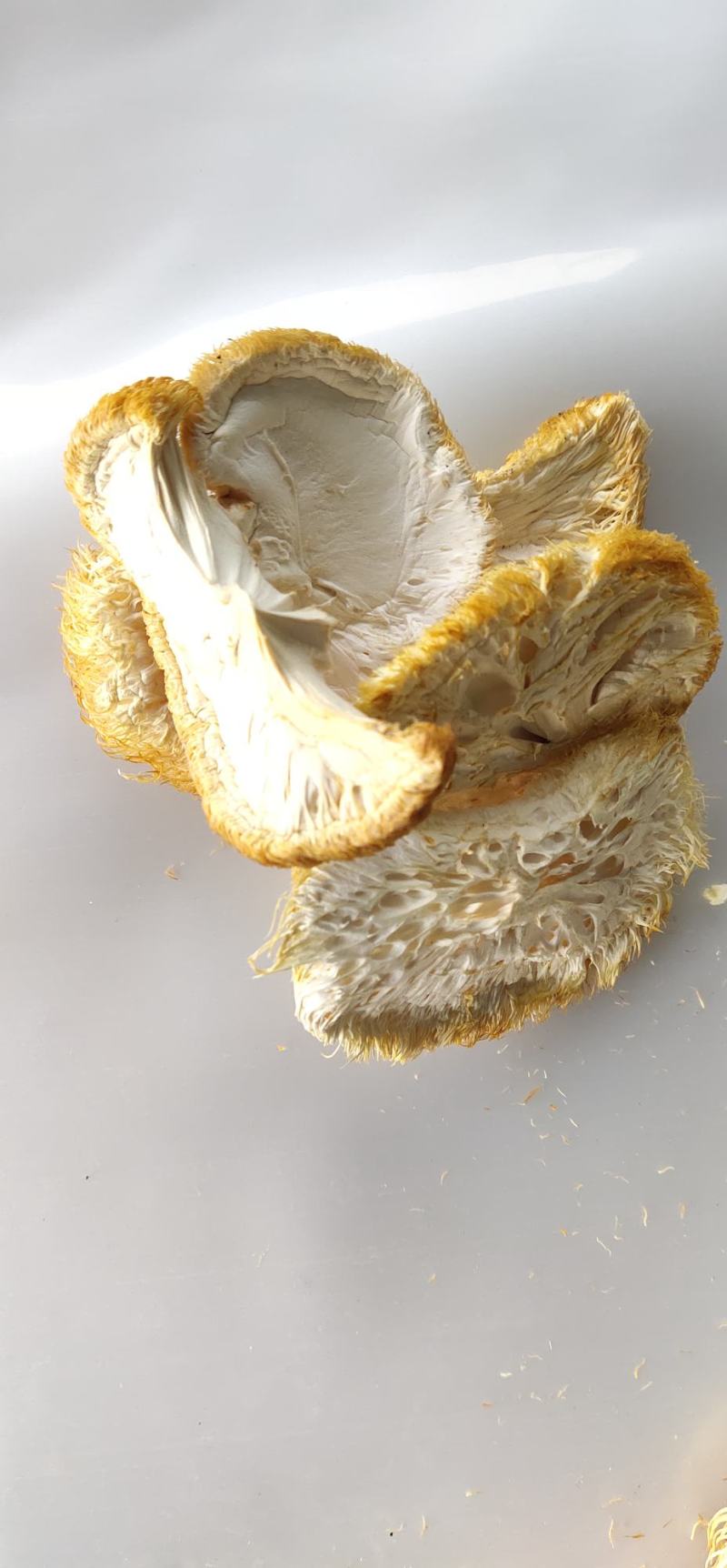 宁强县永定家庭农场猴头菇切片烘干，干猴头菇片