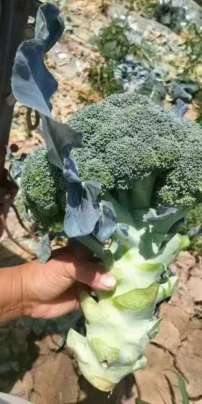 河北邯郸市临漳县，炎秀西蓝花苗优秀西蓝花苗，小米粒西蓝花