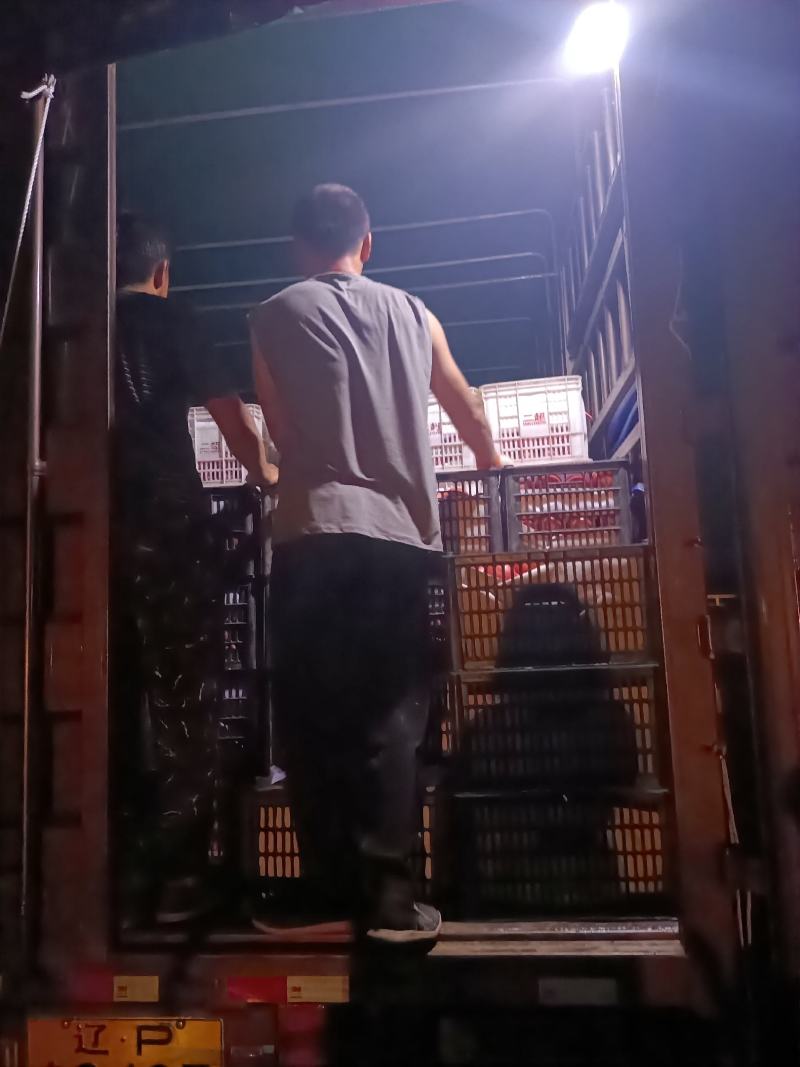 西红柿大量有货