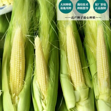 现摘水果甜玉米即食生吃棒新鲜水果迷你小玉米芯食材包邮。