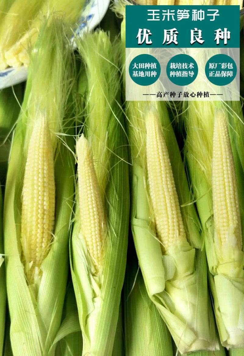 现摘水果甜玉米即食生吃棒新鲜水果迷你小玉米芯食材包邮。