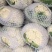 (热销)河北省临漳县进口花菜苗松花菜苗颜色雪白免盖