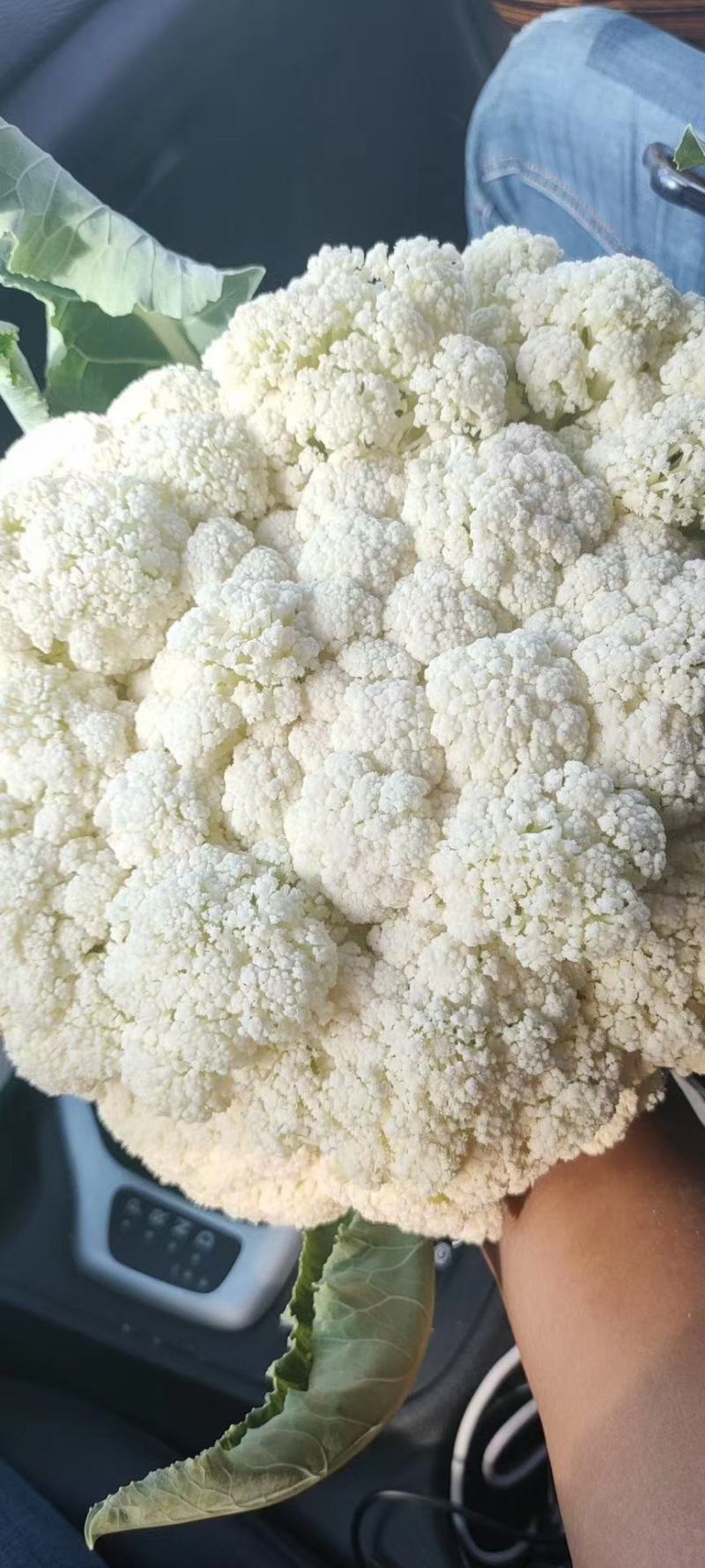 (热销)河北省临漳县进口花菜苗松花菜苗颜色雪白免盖