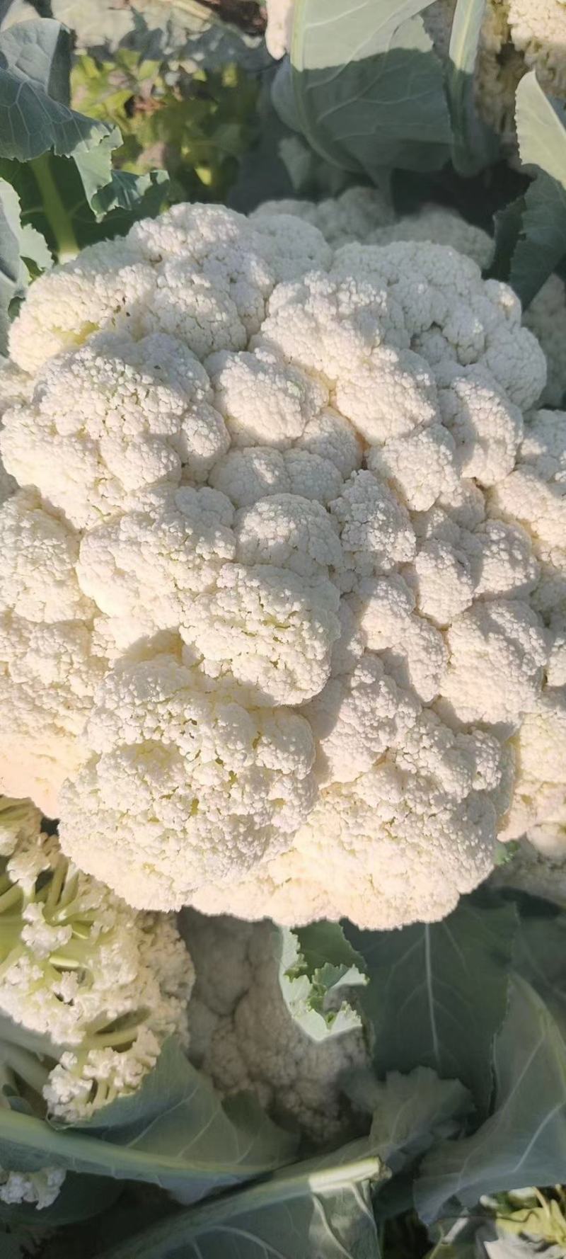(热销)河北省临漳县进口花菜苗松花菜苗颜色雪白免盖