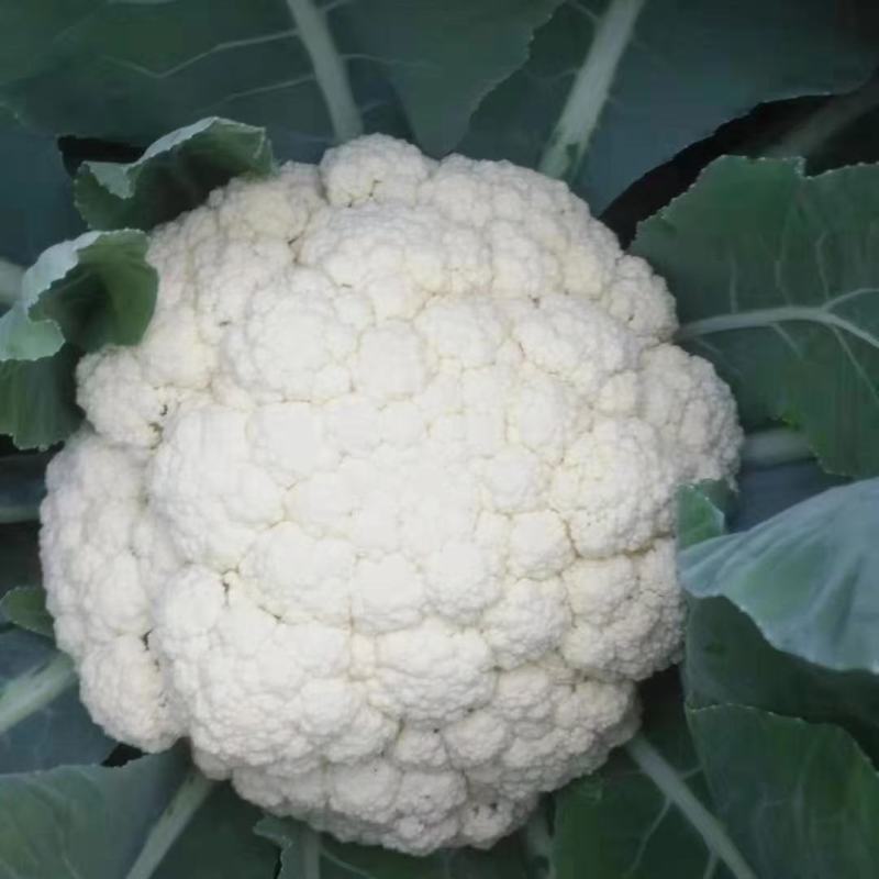 (热销)河北省临漳县进口花菜苗松花菜苗颜色雪白免盖