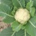 (热销)河北省临漳县进口花菜苗松花菜苗颜色雪白免盖