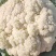 (热销)河北省临漳县进口花菜苗松花菜苗颜色雪白免盖