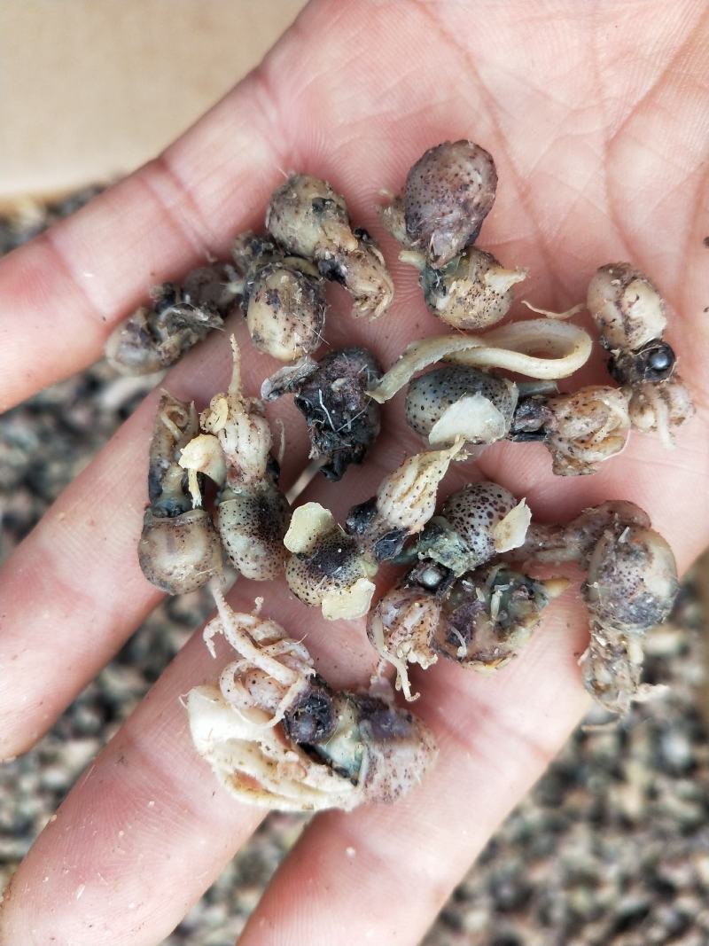 墨斗鱼墨鱼仔鲜冻品炒菜做汤包水饺都好吃产地直发