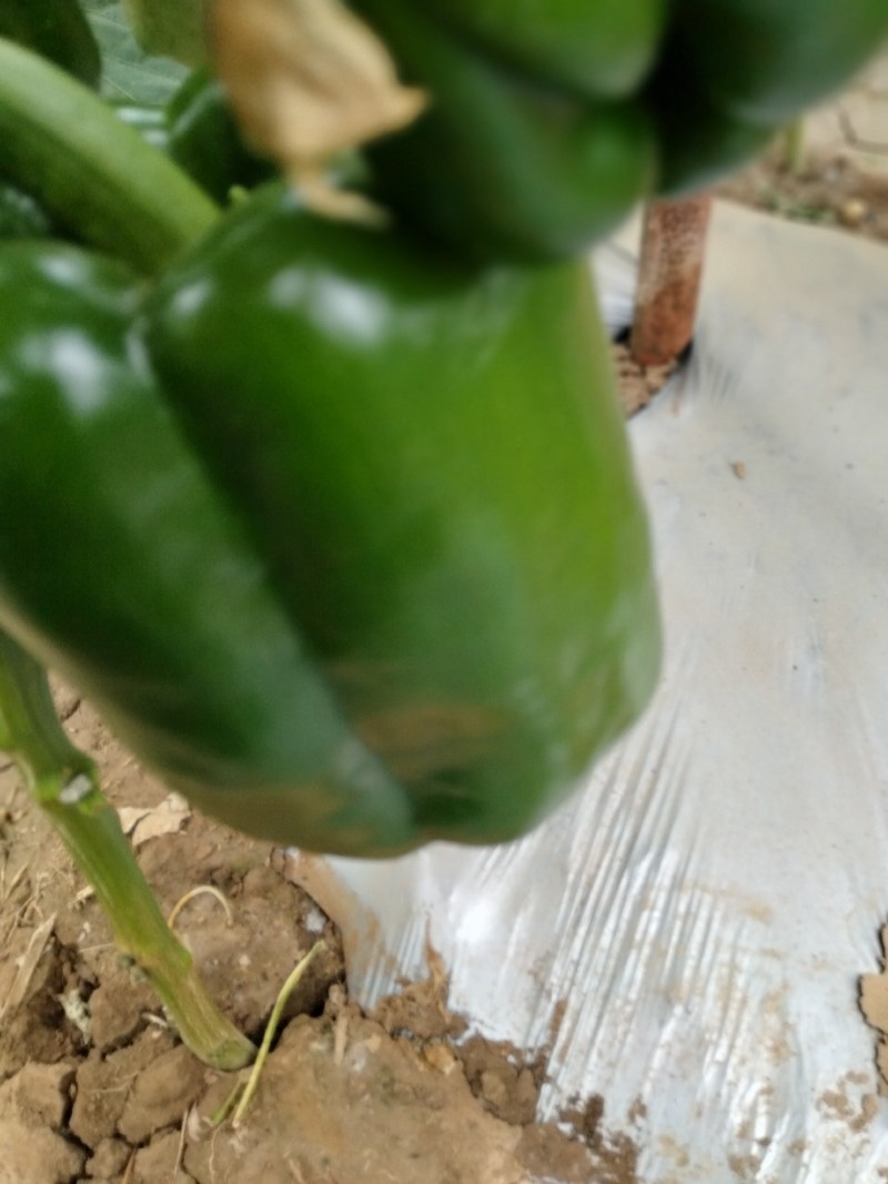 圆椒